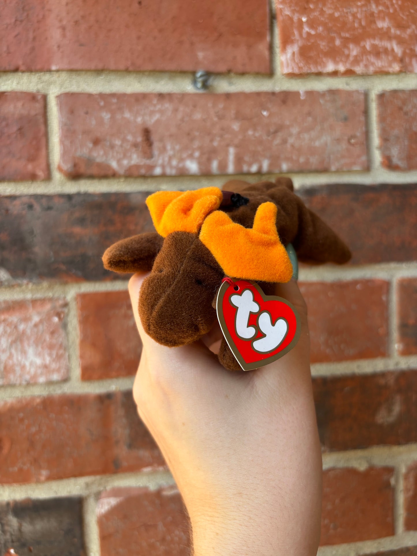 Chocolate The Moose
